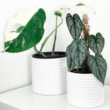 Load image into Gallery viewer, Hobnail Ceramic Planter