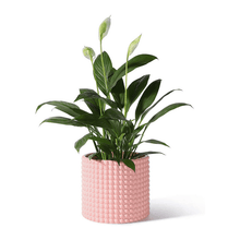 Load image into Gallery viewer, Hobnail Ceramic Planter