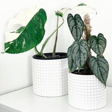 Load image into Gallery viewer, Hobnail Ceramic Planter
