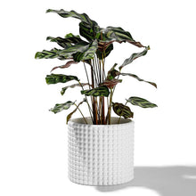Load image into Gallery viewer, Hobnail Ceramic Planter
